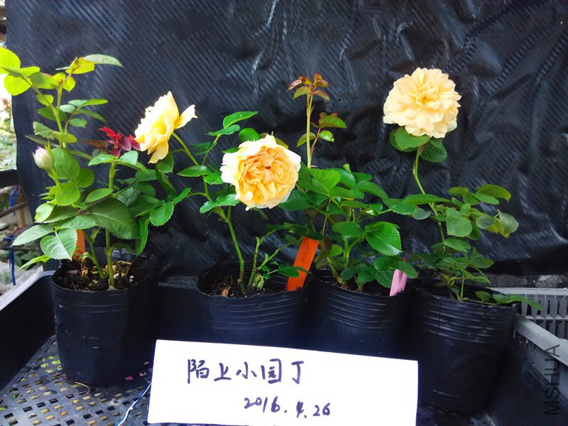 ��ɫ����ľ�����Ŷ���˿ө���.jpg
