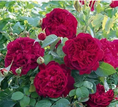 ɯʿ����20001.jpg