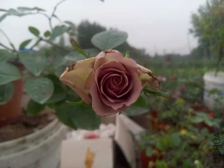 psb (2).jpg