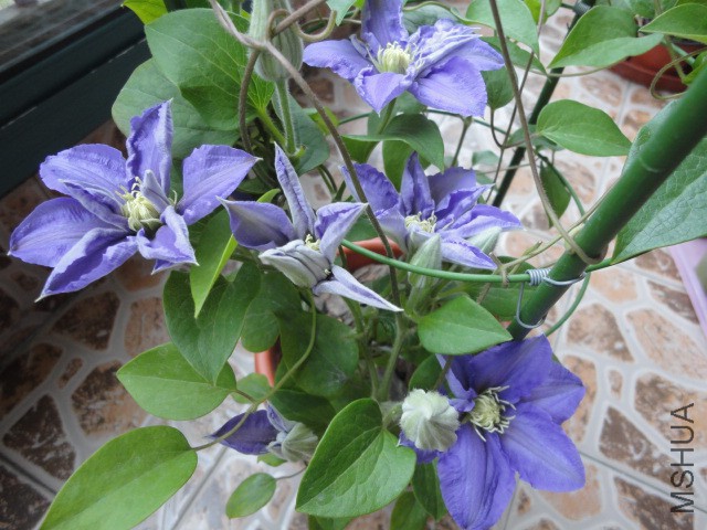 DSC01366.JPG