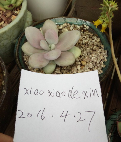 �ҵ�������Ҷ��.png