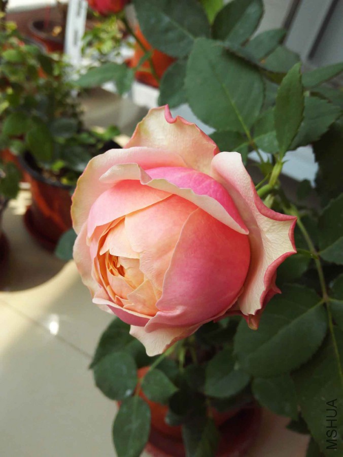 IMG_20160426_104146.jpg