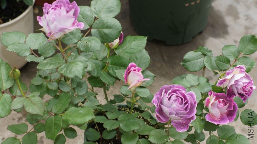 2e5862838b878374.jpg