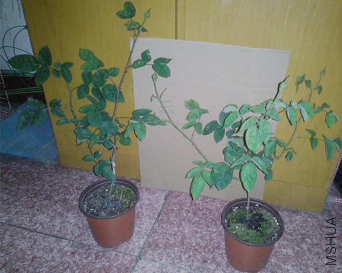 I�ձ�����֦�Ӷ�����20Ԫ.jpg