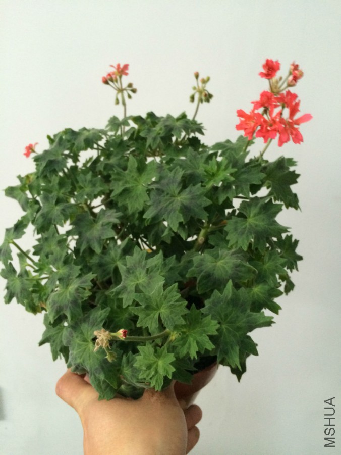 BUGLE����.jpg