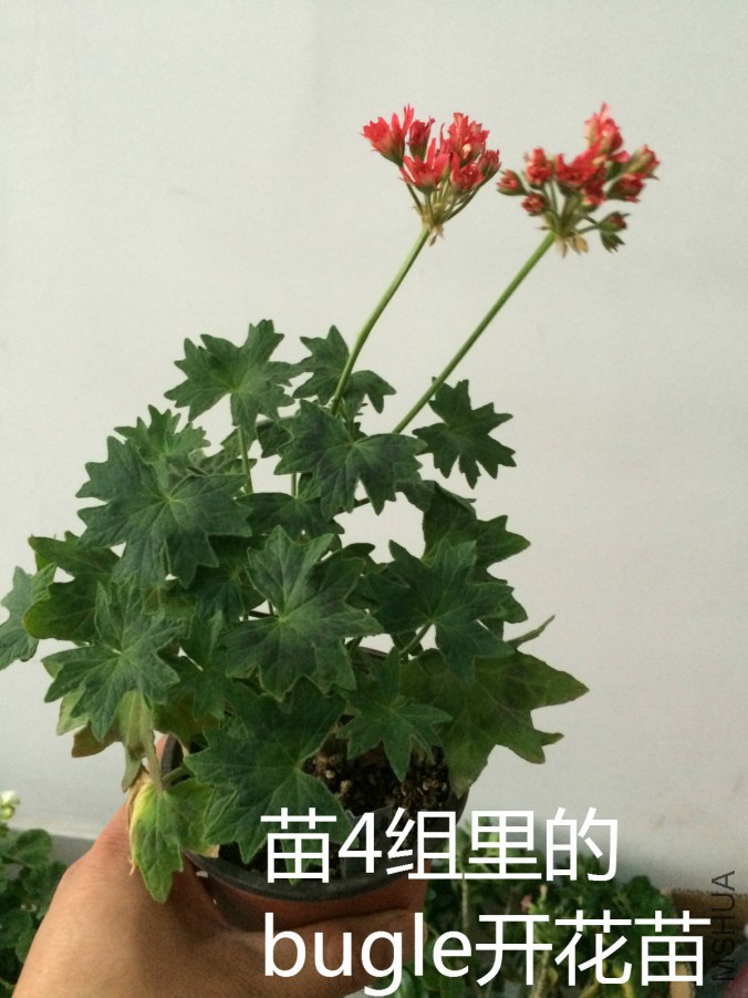 bugle������.jpg