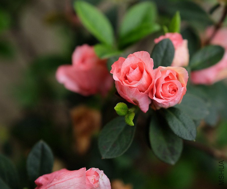 DSCF7425.JPG