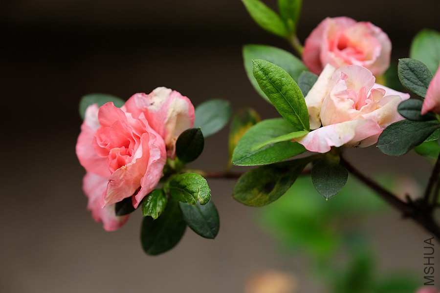 DSCF7419.JPG