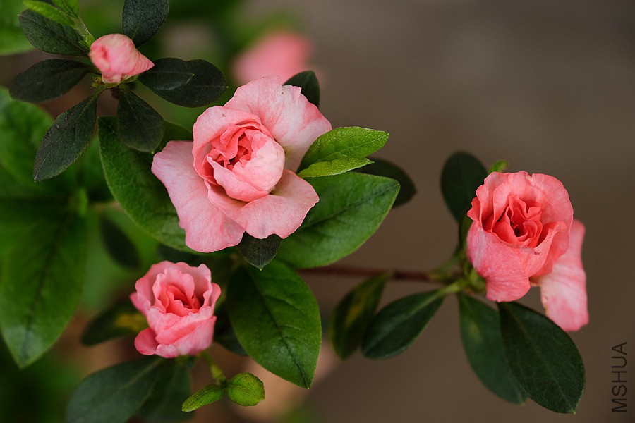 DSCF7336.JPG