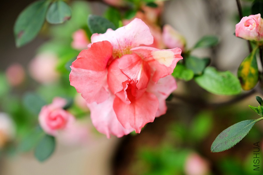 DSCF7307.JPG