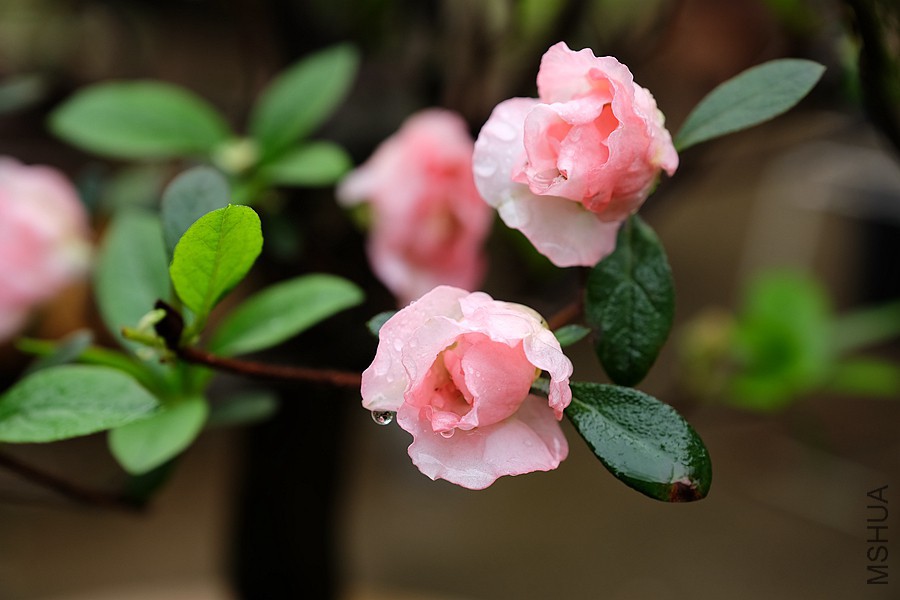 DSCF7145.JPG