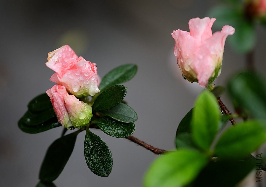 DSCF7126.JPG