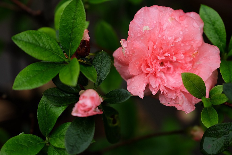 DSCF7114.JPG