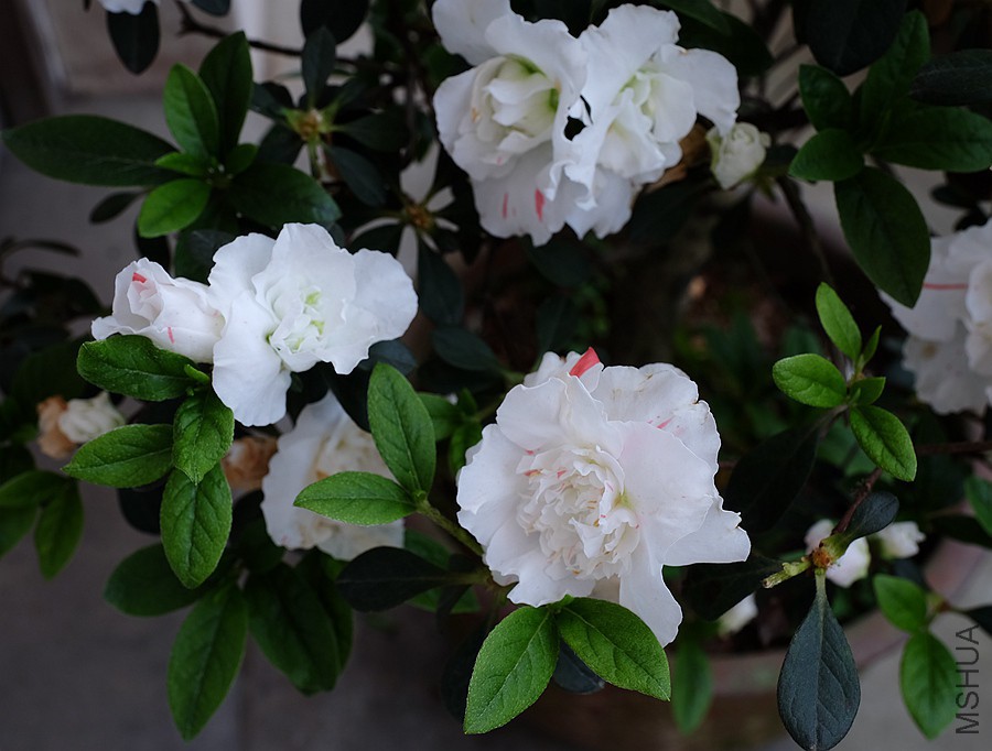 DSCF7738.JPG