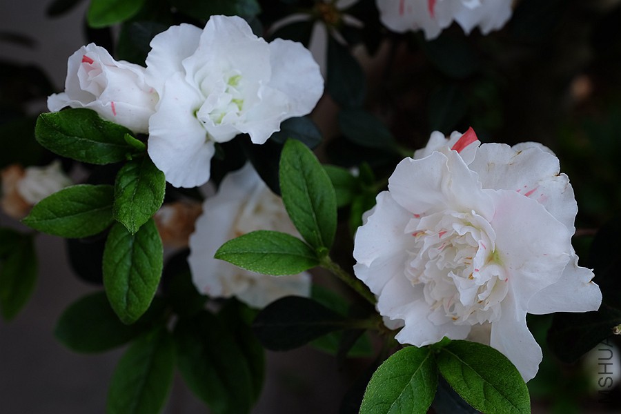 DSCF7737.JPG