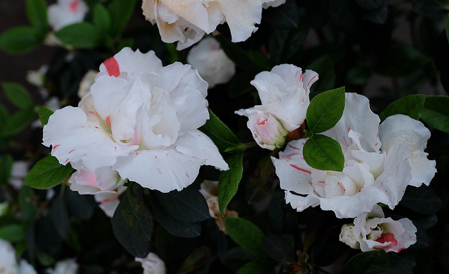 DSCF7740.JPG