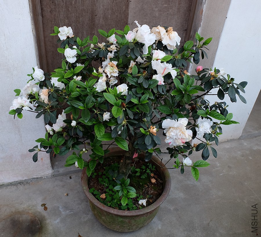 DSCF7743.JPG