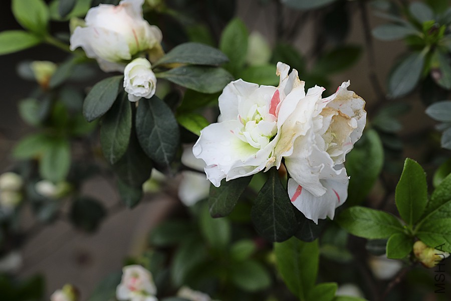 DSCF7052.JPG