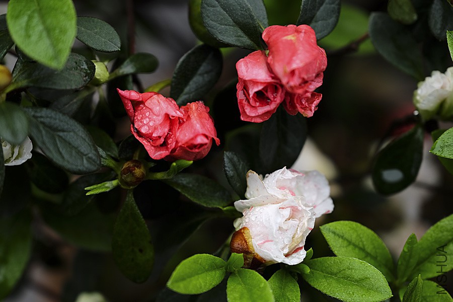 DSCF7107.JPG