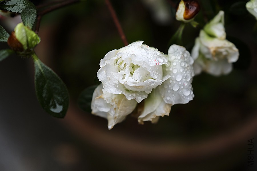 DSCF7109.JPG