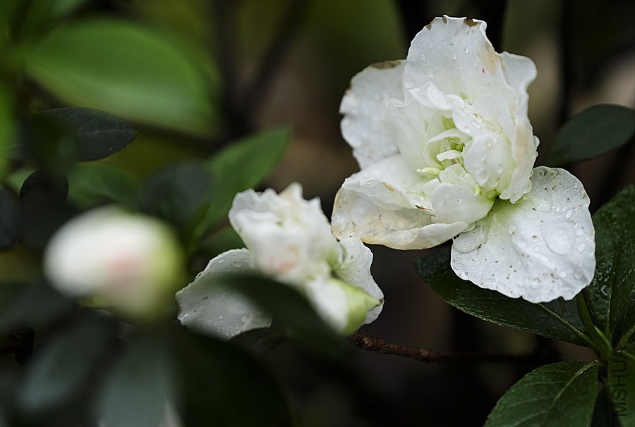 DSCF7157.JPG