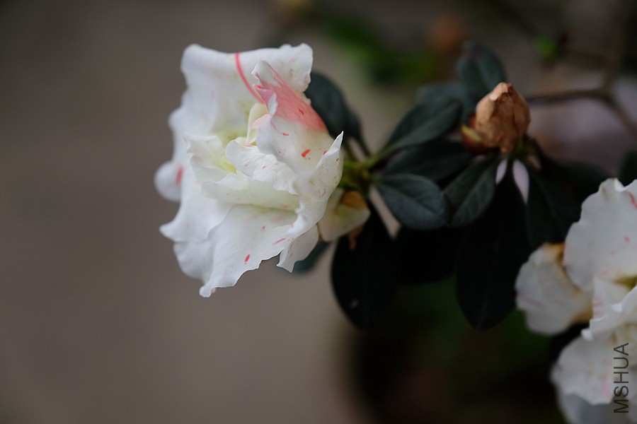 DSCF7342.JPG