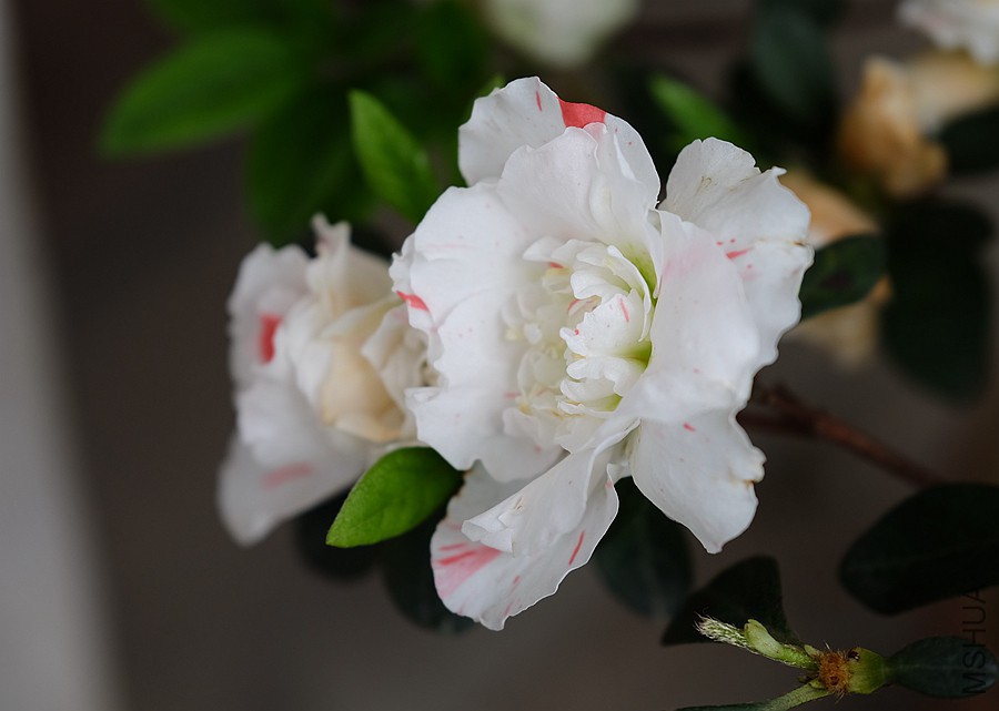 DSCF7409.JPG