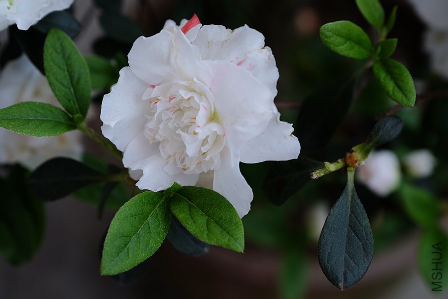 DSCF7735.JPG