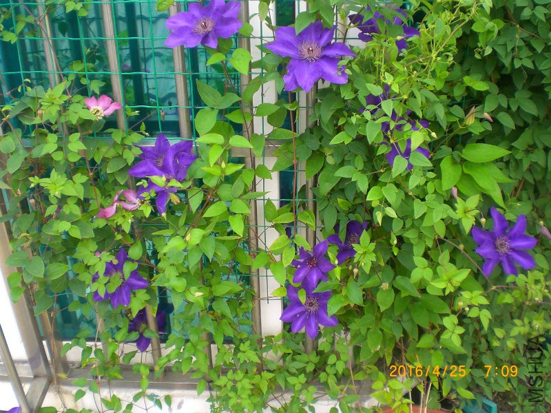 CIMG7515_dh.JPG
