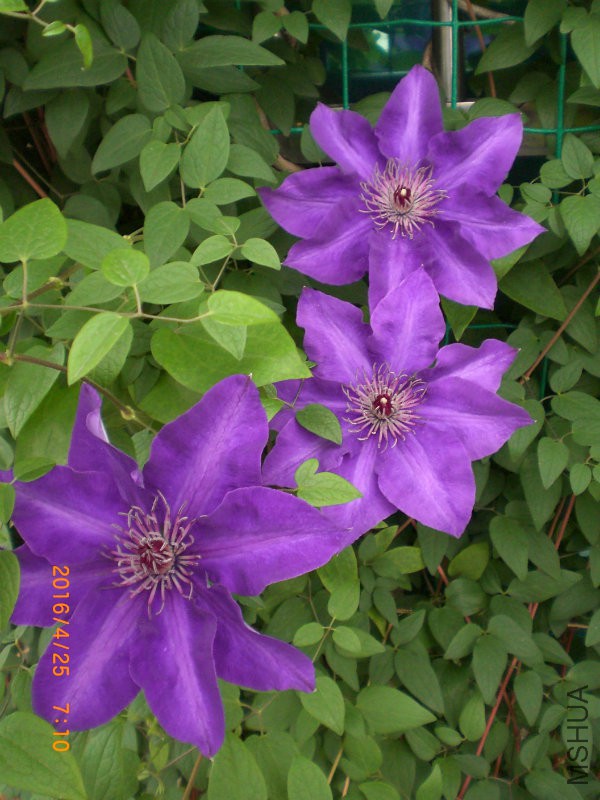 CIMG7517_dh.JPG