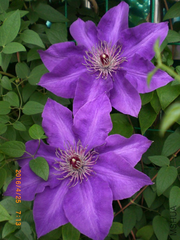 CIMG7519_dh.JPG