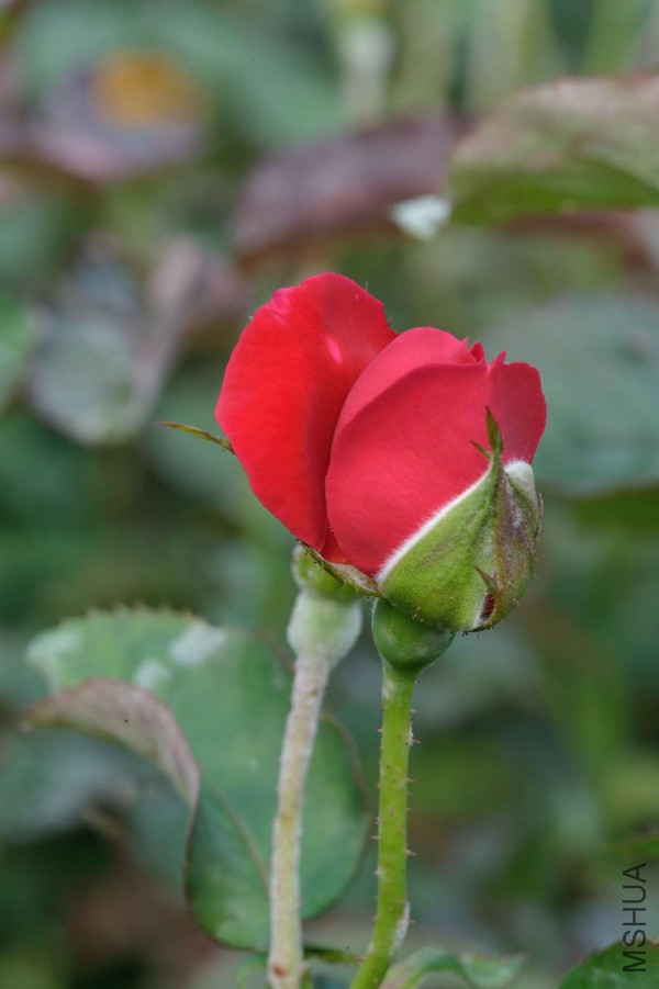 DSC_5589.jpg