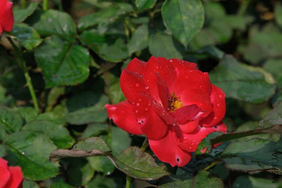 DSC_5597.jpg