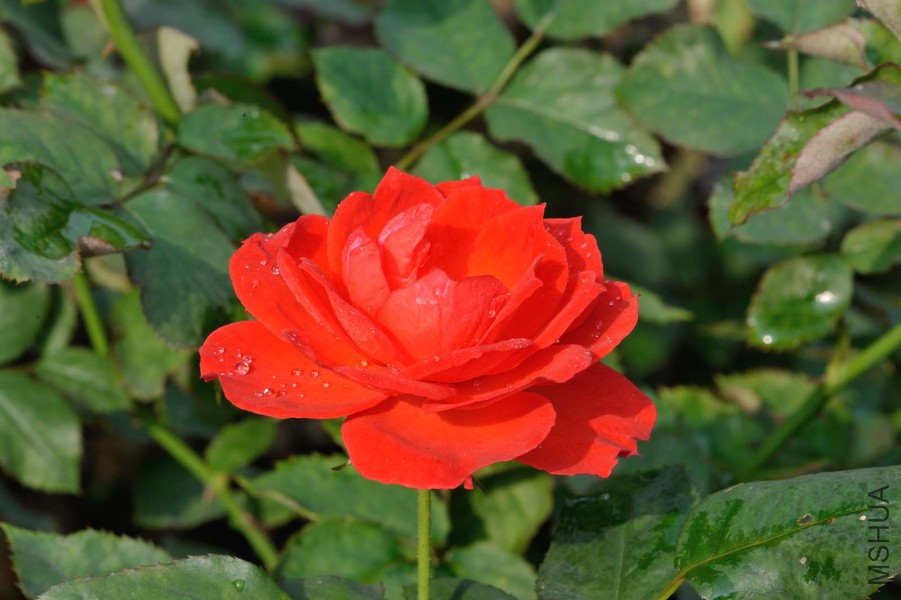 DSC_5605.jpg