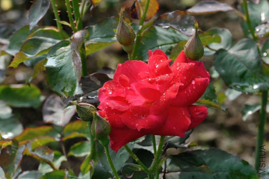 DSC_5618.jpg