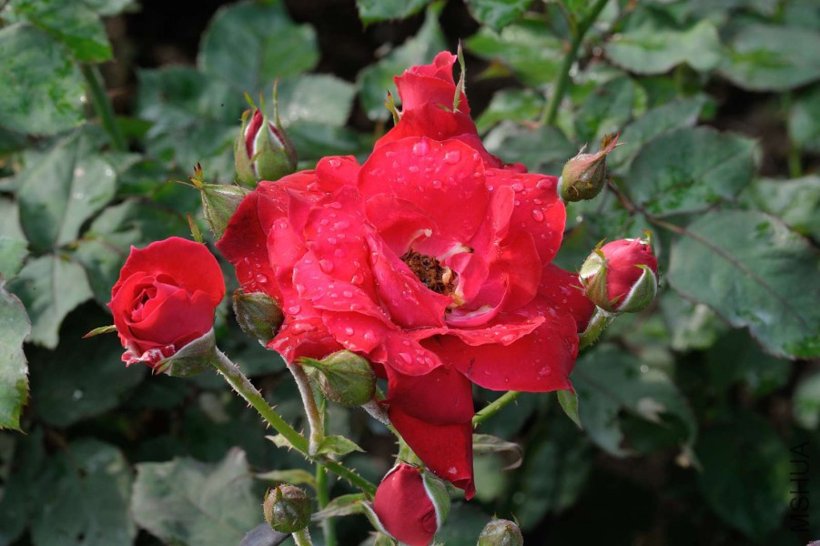 DSC_5581.jpg