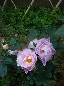 IMG_20160427_182114.jpg