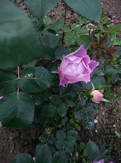 ��֪�������ĸ�Ʒ����