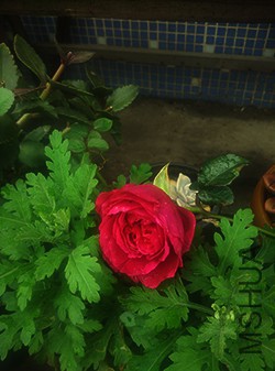 ����֦���Լ�Ǥ�����ܽ�ƽ� �����ĳɾ͸�