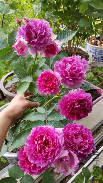 20160417_113959_��С��С.jpg