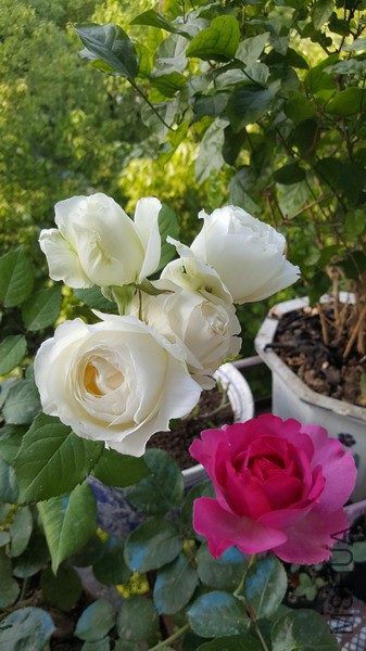 20160421_072707_��С��С.jpg