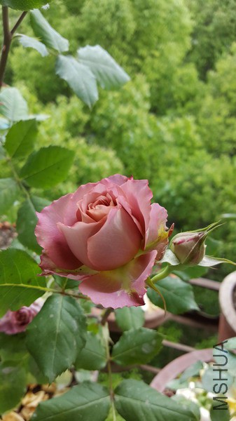 20160424_155157_��С��С.jpg