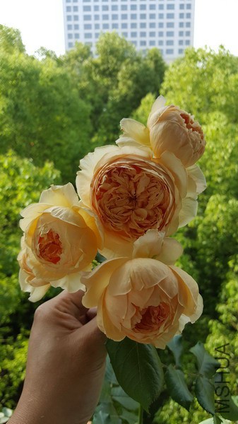 20160428_080446_��С��С.jpg