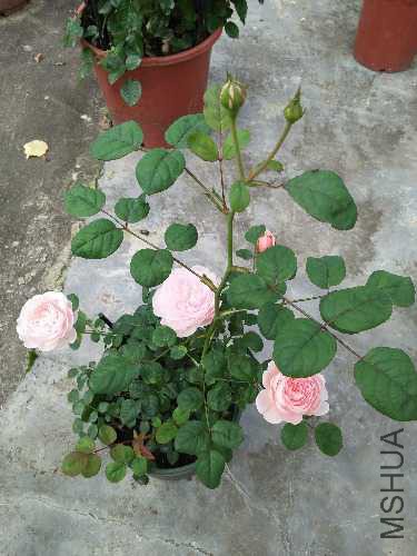 IMG20160428152527.jpg