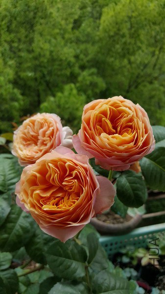 null198462cb5a6ebf3d_��С��С.jpg