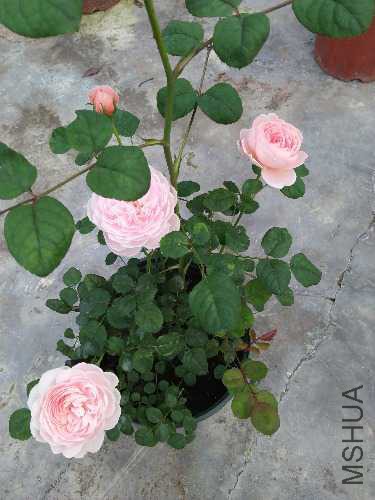 IMG20160428152225.jpg