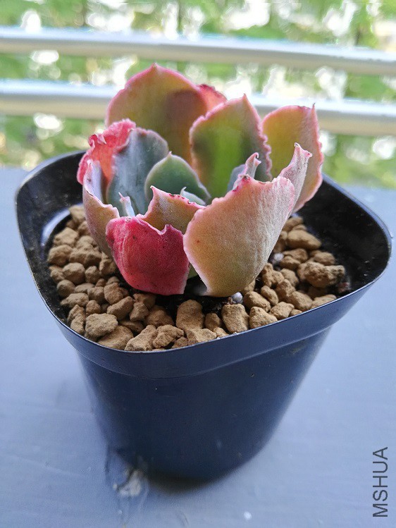 ��ϼ֮��
