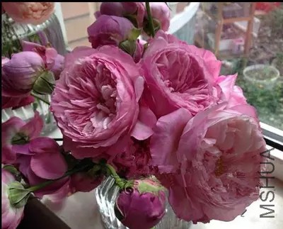 ��˹̹��.webp.jpg