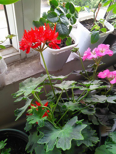 IMG20160425163850.jpg