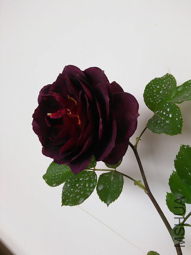 IMG20160428152059.jpg